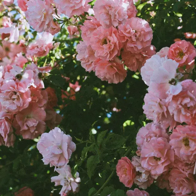 Vibe de Secret Love 4